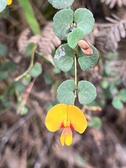 Bossiaea webbii