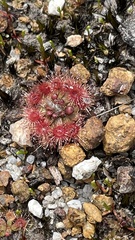 Drosera pulchella