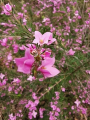 Boronia stricta