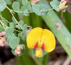 Bossiaea webbii