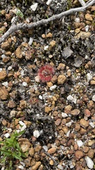 Drosera pulchella