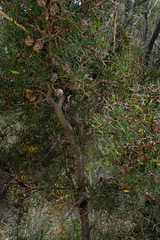 Hakea decurrens