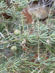 Asparagus lignosus