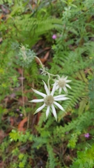 Actinotus helianthi