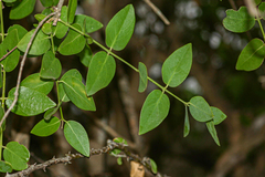 Salvadora persica image