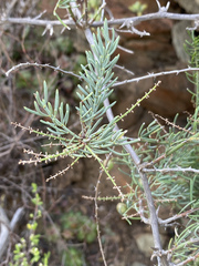 Asparagus lignosus