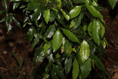 Daphnandra apatela