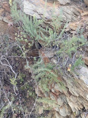 Asparagus lignosus