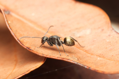Polyrhachis tubifera