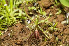Drosera indica