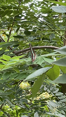 Graphium sarpedon connectens