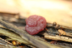 Ascocoryne cylichnium