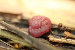 Ascocoryne cylichnium