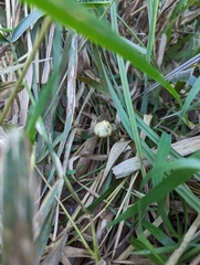 Psilocybe semilanceata