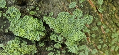 Phaeophyscia orbicularis