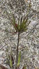 Anigozanthos humilis