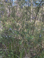 Westringia eremicola