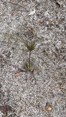 Anigozanthos humilis