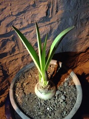 Hippeastrum