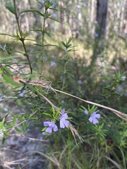 Westringia eremicola