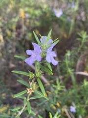 Westringia eremicola