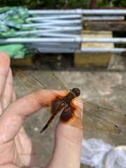 Tramea virginia