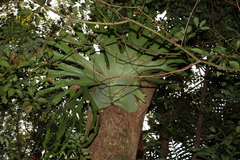 Platycerium superbum