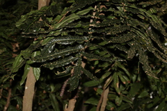 Hicksbeachia pinnatifolia