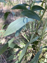Acacia falcata