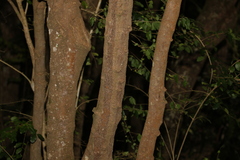 Hicksbeachia pinnatifolia