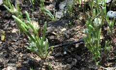 Blennospora drummondii