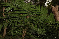 Hicksbeachia pinnatifolia