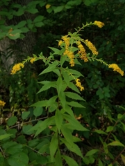 Solidago rugosa