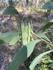 Acacia falcata
