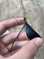 Matrona basilaris