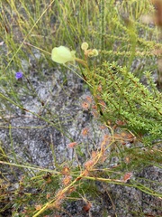 Drosera sulphurea
