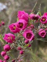 Boronia molloyae