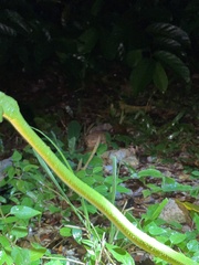 Trimeresurus albolabris