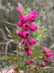 Boronia molloyae