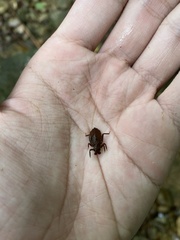 Heliogomphus scorpio