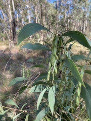 Acacia falcata