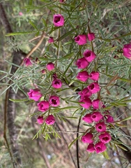 Boronia molloyae