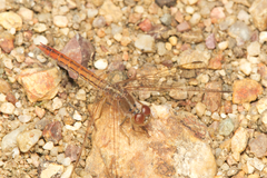 Diplacodes haematodes