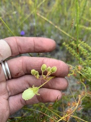 Drosera sulphurea