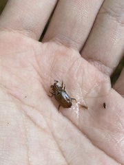 Heliogomphus scorpio