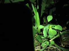 Euphorbia peplus