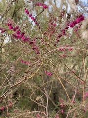Boronia molloyae
