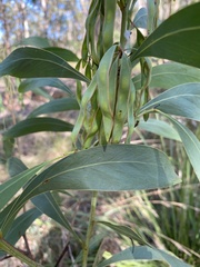 Acacia falcata