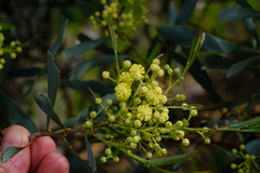 Acacia provincialis