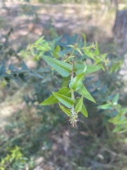 Podolobium aciculiferum